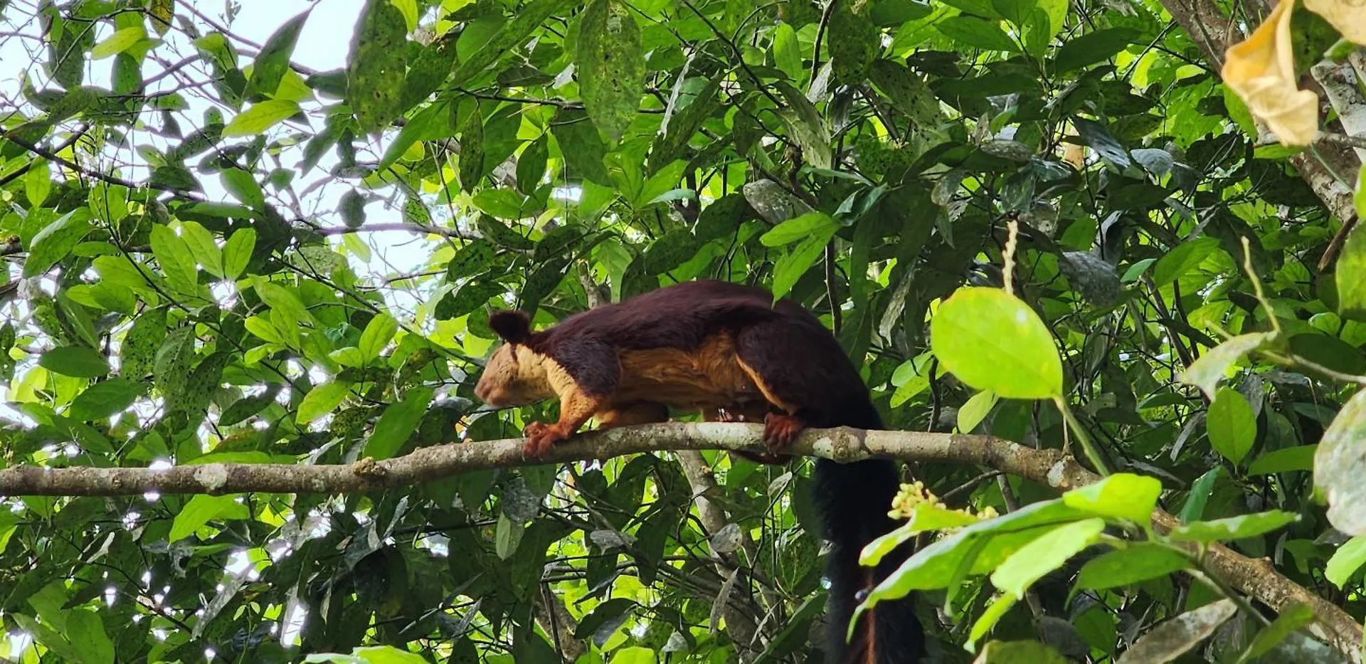 Tree6 Wayanad Villa Vythiri