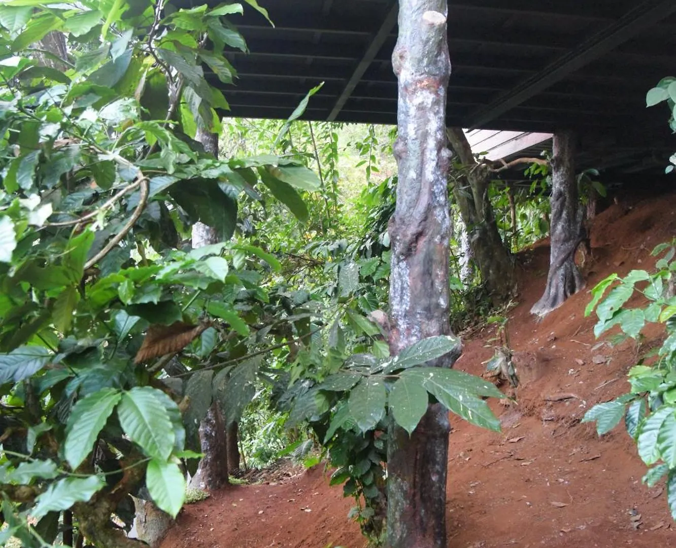 Tree6 Wayanad Villa Vythiri 0*,
